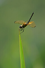
Rhyothemis phylis.
The yellow-black color on the wings makes this dragonfly easy to spot. Very interesting and used to live in groups.