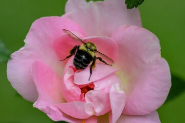 bee on pink flower