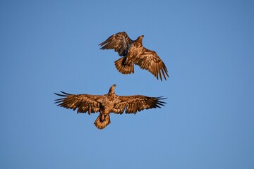 eagle in flight