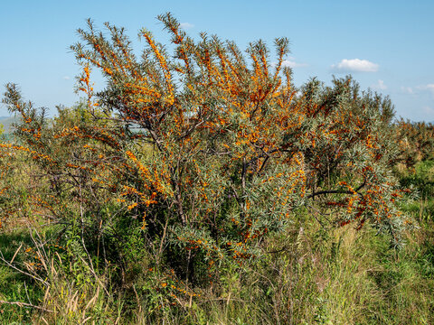 Altai mountains. Sea-buckthorn plantations in autumn. Ripe sea-buckthorn berries.