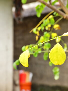 yellow autumn leaves