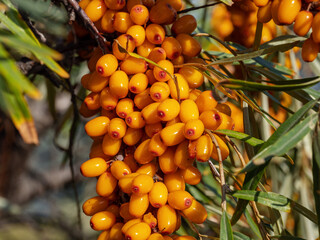 Altai mountains. Sea-buckthorn plantations in autumn. Ripe sea-buckthorn berries.