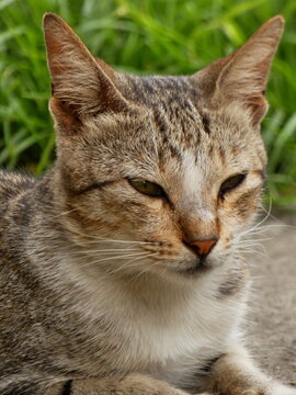 close up of cat
