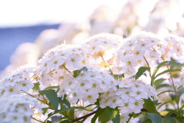輝く白い花