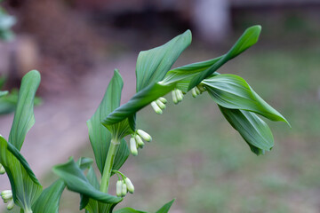 Solomon's seal - side view. Solomon's seal blooms in spring close-up on dark natural background, Polygonatum. 