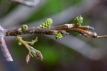Close-up of sprig of walnut in early spring. Green buds and recently opened young small leaves of walnut tree on natural background, Juglans regia.