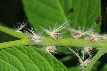 natural Passionvine hopper insect macro photo