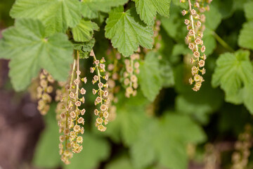 Currant bush in spring garden. Young red currant flowers on branches of bush close-up, Ribes rubrum. 
