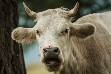 Cows grazing in summer in a meadow in the Altai Mountains