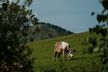 Cows grazing in summer in a meadow in the Altai Mountains