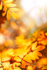 Autumn background with orange, yellow leaves and golden sun lights, natural bokeh. Fall nature...