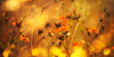 Autumn natural background with dry plants in gold orange and yellow colors, fall landscape, banner