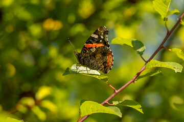 Butterfly  is flying over grass and flowers
