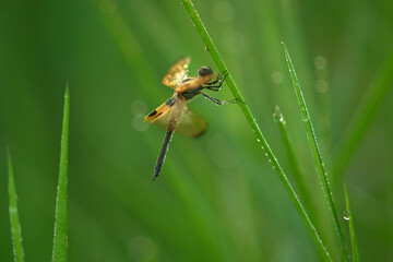 Rhyothemis phyilis. The yellow-black color on the wings makes this dragonfly easy to spot. Very interesting and used to live in groups.