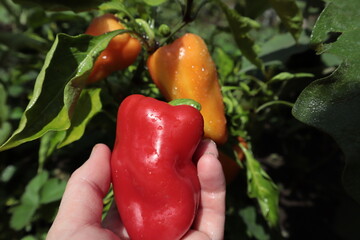 A hand plucks a red pepper growing in a summer garden.