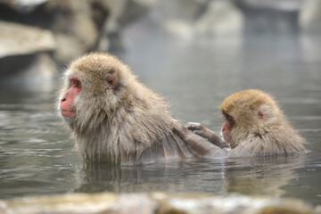 Fototapeta premium snow monkey