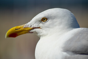 Möwe in Nahaufnahme