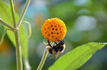A bumblebee pollinates an orange ball tree flower (Buddleja globosa) in the UK. - obrazy, fototapety, plakaty