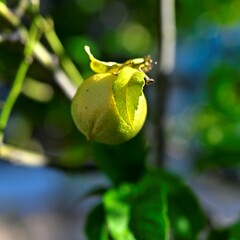 Citrus