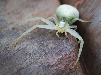 Veränderliche Krabbenspinne (Misumena vatia)