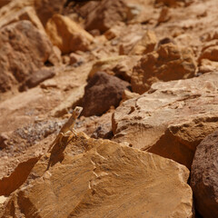 The beautiful fauna of the desert