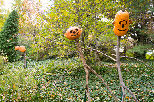 Carved Halloween pumpkins with scary faces, New York City.