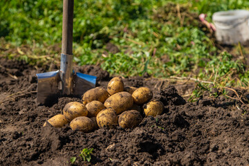 Digging potatoes. Harvest potatoes on the farm. Environmentally friendly and natural product.