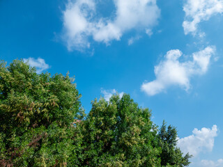 Fototapeta na wymiar trees and clouds