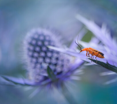 Red Soldier Beetle On Eryngium
