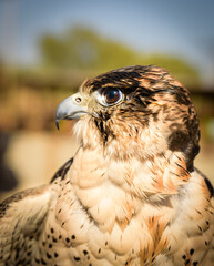 Portrait of a close up of Peregrine Falcon with it's sharp eyes and tearing hooked beak against a blurry natural background. These birds of prey used in U.A.E. for hunting and Falconry is a heritage.