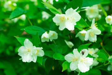 Close-up of white flowers of mock orange corona, hydrangea family on natural background, jasmine.