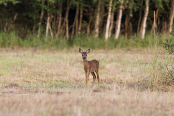 Young female roe deer Goat Capreolus walks on a green meadow, a game sanctuary, a beautiful, wild...