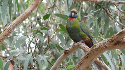 beautiful nature of australia