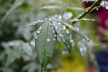 Close-up water drops on green leaves on a rainy weather. Raindrops falling from branches of green trees. Macro Shooting of drops on trees. Small drops on a green leaves.