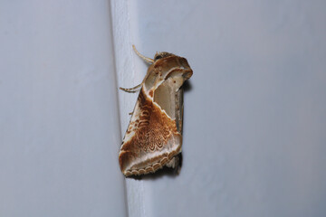 habrosyne pyritoides moth insect macro photo