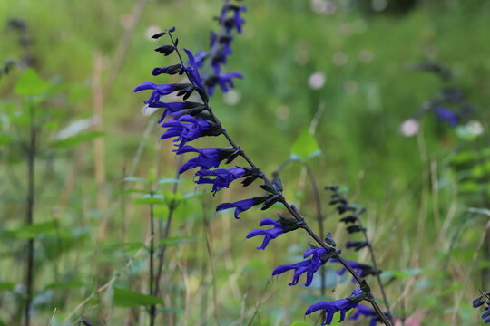 Die 1 044 Besten Bilder Stock Fotos Und Vektorgrafiken Zu Steppen Salbei Adobe Stock