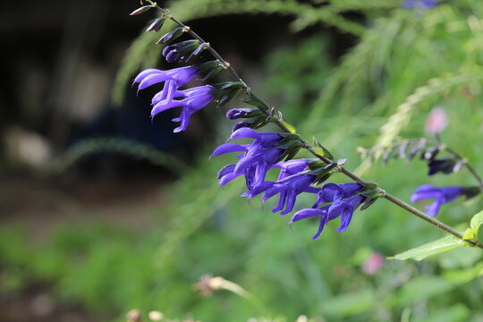 Die 1 041 Besten Bilder Stock Fotos Und Vektorgrafiken Zu Steppen Salbei Adobe Stock