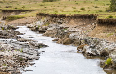 Fototapeta premium A leopard drinking water in a river at Masai Mara, Kenya