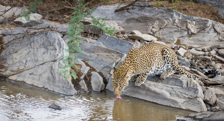 Fototapeta na wymiar A leopard drinking water in a river at Masai Mara, Kenya