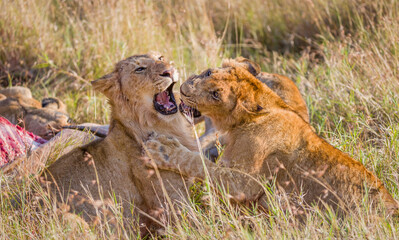 Obraz na płótnie Canvas lion cubs playing with each other in Masai Mara, Kenya