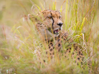 Portrait of a cheetah in Masai Mara, Kenya