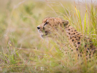Portrait of a cheetah in Masai Mara, Kenya