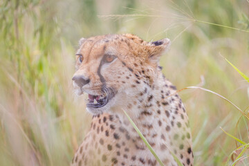 Naklejka na ściany i meble Portrait of a cheetah in Masai Mara, Kenya