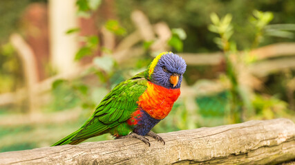 Lorikeet also called Lori for short, are parrot-like birds in colorful plumage