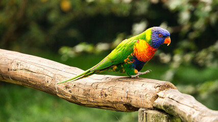 Lorikeet also called Lori for short, are parrot-like birds in colorful plumage