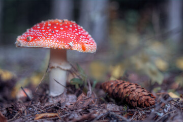 A beautiful fly agaric mushroom grows in the forest. Hallucinogenic mushrooms containing psilocybin.