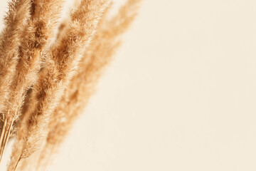 Dry spikelets, pampas grass / reed in vase. Shadows on the wall. Silhouette in sun light. Minimal interior decoration concept. Beautiful abstract closeup of golden dried meadow grass. 