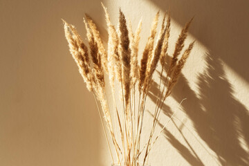 Dry spikelets, pampas grass / reed in vase. Shadows on the wall. Silhouette in sun light. Minimal interior decoration concept. Beautiful abstract closeup of golden dried meadow grass. 