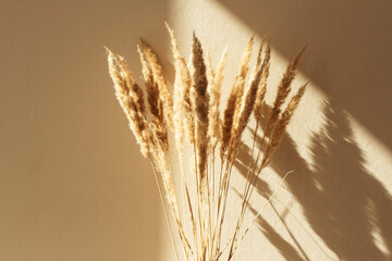 Dry spikelets, pampas grass / reed in vase. Shadows on the wall. Silhouette in sun light. Minimal...