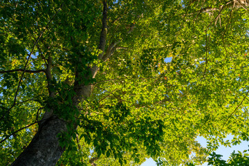 会津駒ヶ岳の初秋のブナ
